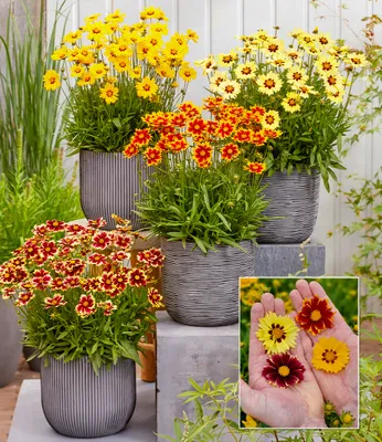 A display of potted Coreopsis flowers in various colors, with a close-up inset of hands holding individual flowers.