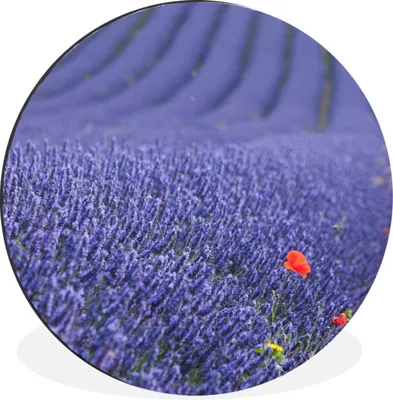 Produktbild von MuchoWow® Aluminium Wandkreis Lavendel - Mohn - Blumenwiese Ø 60 cm Wanddeko Modern Wohnzimmer - Wand Kreis - Wandbild - Schlafzimmer - Aluminium Bild - Kinderzimmer - Wohnzimmer Dekoration - Wandschmuck