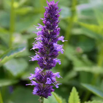Obrázek produktu pro 6 x Kopřiva s vůní anýzu - Agastache foeniculum | Květináč 9 cm x 9 cm