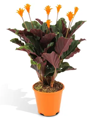 Image de Calathea Crocata - 40 cm, ø 14 cm