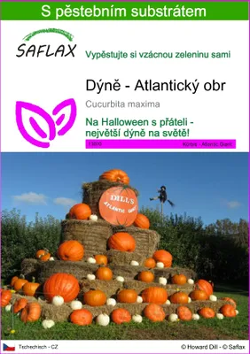 Obrázek produktu pro SAFLAX - Dýně - Atlantický obr - Cucurbita maxima - 7 Semena - S pěstebním substrátem bez klíčků