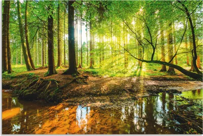 Produktbild von ARTland Wandbild Alu für Innen & Outdoor Wald mit Bach Größe: 90x60 cm