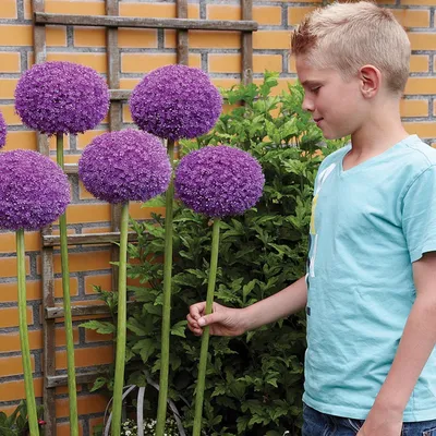 Zdjęcie produktu dla Allium Czosnek Ozodbny Gladiator 1 szt. Cebulki Kwiatowe Czosnki Ozdobne