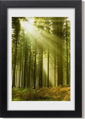 Produktbild von Bild 20x30 MDF-Rahmen, Wandkunst Sonne im Wald