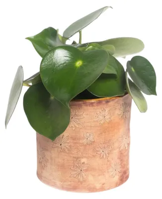 Produktbild von Übertopf floral Storchschnabel