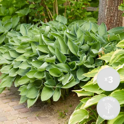 Produktbild von 3er-Set Hosta Sieboldiana Elegans, Funkie, Staude, 10-20 cm, Topf 9 cm