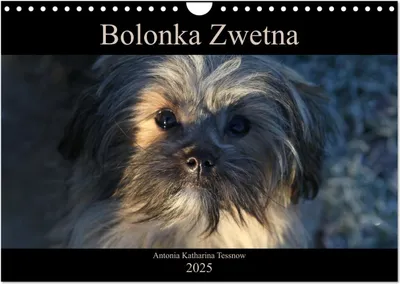 Produktbild von Bolonka Zwetna 2025 (Wandkalender 2025 DIN A4 quer), CALVENDO Monatskalender