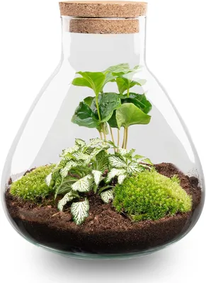 Zdjęcie produktu dla Terrarium rośliny 27 cm, ekosystem, do salonu