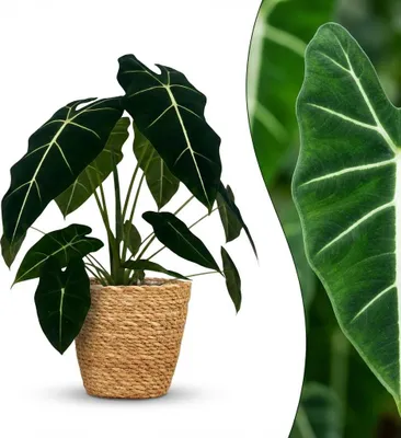 Produktbild von Alocasia Frydek Elefantenohr 60cm 19cm Zimmerpflanze mit Korb pflegeleicht grüne Blattpflanze mit weißen Blattadern für Wohnzimmer Büro Schlafzimmer