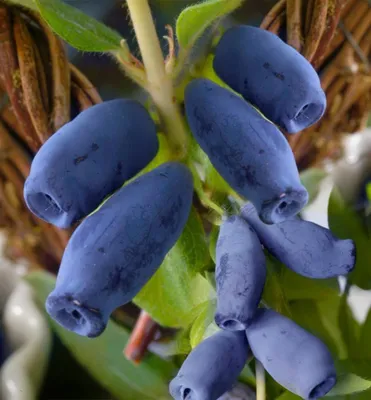 Produktbild von Honigbeere ´INDIGO GEM´ 30-40 cm, Cont. 1 l