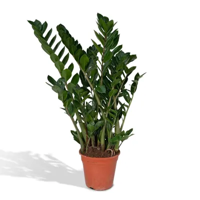 Produktbild von Meergroothandel Zamioculcas Zamiifolia (Smaragdpalme) - 80 cm, Ø21 cm