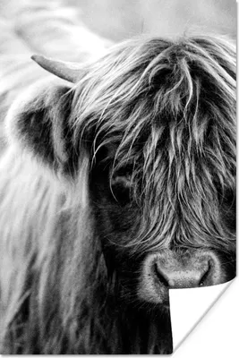 Produktbild von MuchoWow® Poster Nahaufnahme eines schottischen Highlanders - schwarz und weiß 120x180 cm - Kunstposter