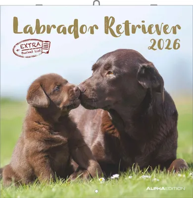 Produktbild von Alpha Edition - Labrador Retriever Kalender 2026 - Wandkalender 30x30 cm - Für Hundeliebhaber - 12 beeindruckende Labrador-Fotografien, viel Platz für Notizen, mit Feiertagen & Ferienterminen
