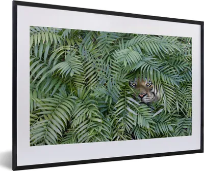 Produktbild von MuchoWow® MuchoWow® Gerahmtes Poster Versteckter Tiger zwischen den Pflanzen 60x40 cm - Poster mit zchwarzem Bilderrahmen - Schlafzimmer - Plakat in Rahmen - Drucken