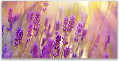 Produktbild von Glasbilder 140x70 Wandbild Druck auf Glas Blumen Pflanzen