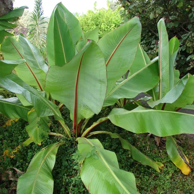 Produktbild von Äthiopische Banane (Ensete ventricosum) - 5 Samen