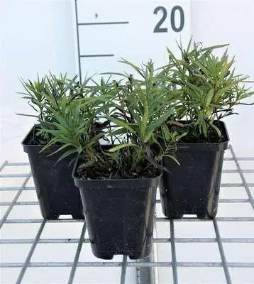 Image de 6 x Inula ensifolia ('Compacta') - Alant - pot 9 x 9 cm
