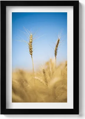 Produktbild von Getreideähren gegen den Himmel– Wandbild mit Rahmen – Gerahmtes Bild  – Wanddekoration – 20x30 cm – Schwarz