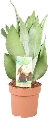 Obrázok produktu pre Sansevieria Moonshine Ø14 cm ↕40 cm, striebrozelená izbová rastlina