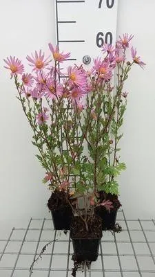 Immagine prodotto di 6 x Chrysanthemum (rub.) 'Clara Curtis' - Crisantemo - vaso 9 x 9 cm