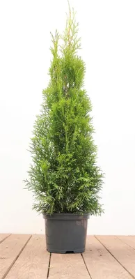 Thuja occidentalis 'Smaragd', Lebensbaum, immergrün, 60–80 cm