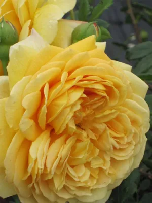 Produktbild von Englische Rose Golden Celebration® Synonym Ausgold® - Austin-Rosen Duft+++