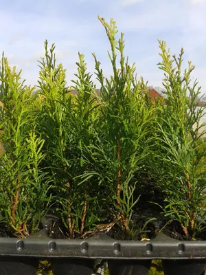 Produktbild von 80 Stück, 15-20cm, Topf 6cm, Lebensbaum Thuja occidentalis Smaragd