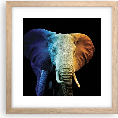 Produktbild von Gerahmtes Poster - Rahmen in heller Eiche - Bunt Elefant Fotografie - 30x30 cm - Wand Bild - Wanddeko - Wandbilder - Kunstposter - Wandposter - Bilderrahmen - Bilder - Kunstdruck - P2NAC30x30-4768
