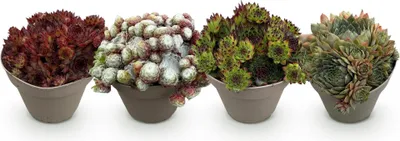 Obrázek produktu pro Půdopokryvná rostlina Sempervivum Big Sam – 4 rostliny – mrazuvzdorná – různé barvy – nenáročná rozchodníková rostlina do záhonů, skalek, na balkon a terasu