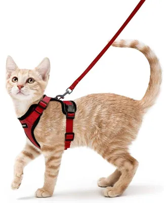 Produktbild von Katzengeschirr mit Leine, Softgeschirr, Ausbruchsicher, Verstellbar, Rot, Größe S