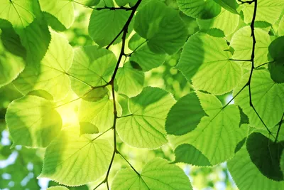 Produktbild von Fototapete - Green Leaves 375x250cm - Vliestapete