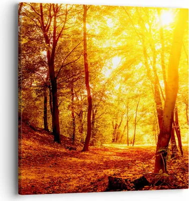 Produktbild von Bild auf Leinwand - Leinwandbild - Wald Baum Natur - 40x40cm - Wand Bild - Wanddeko - Wandbilder - Leinwanddruck - Bilder - Kunstdruck - Wanddekoration - Leinwand bilder - Wandkunst - AC40x40-3722