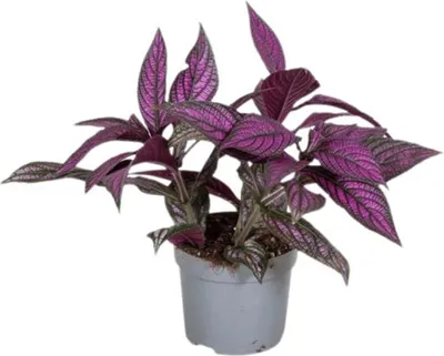 Obrázek produktu pro Gardners Strobilanthes Dyeriana, průměr 13 cm