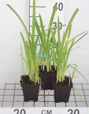 Zdjęcie produktu dla 6 x Schizostylis cocc. 'Mrs Hegarty' - Różowa lilia jesienna przylądkowa - doniczka 9 x 9 cm