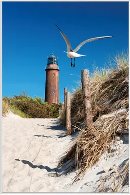 Produktbild von Wallario Wandbild Möwe am Strand mit Leuchtturm, Größe: 61 x 91,50 cm, Poster mit weißem Aluminiumrahmen