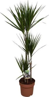 Zdjęcie produktu dla Drzewo smocze (Dracaena marginata) – roślina doniczkowa, średnica 21 cm, wysokość 120 cm, łatwa w pielęgnacji, dekoracyjna