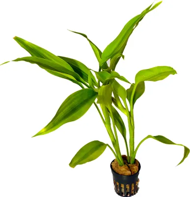 Produktbild von 1 Topf gelbbunter Drachenbaum (Dracaena variegata)