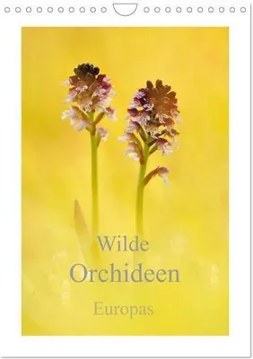 Immagine prodotto di Calendario da parete 2024 (formato DIN A4 verticale): Orchidee selvatiche europee.
Calendario mensile CALVENDO: Orchidee selvatiche autoctone (CALVENDO Natura)