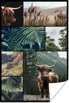Produktbild von MuchoWow® Poster Schottische Hochlandrind - Collage - Pflanzen - Natur 20x30 cm - Papierdruck
