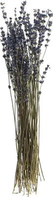 Produktbild von Lavendel natur blau, ca. 20 g, L ca. 30 cm