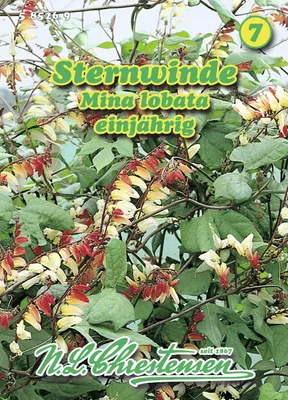 Artikelbild 1 von 'Sternwinde Mino lobata' aus der Kategorie Windensamen