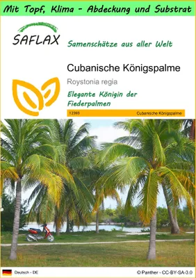 Produktbild von SAFLAX Garden to go - Cubanische Königspalme - Roystonia regia - 8 Samen - Mit Topf, Klima - Deckel und Anzuchtsubstrat
