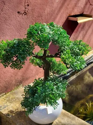 Produktbild von Bonsai Laubbaum im Topf (künstlich)
