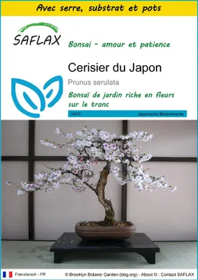 Image de SAFLAX Ensemble de culture - Cerisier du Japon - 30 graines - Prunus