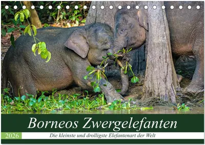 Produktbild von Borneos Zwergelefanten (Tischkalender 2026 DIN A5 quer), CALVENDO Monatskalender