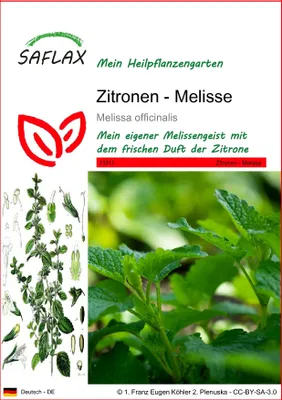 Produktbild von SAFLAX - Heilpflanzen - Zitronen - Melisse - 150 Samen - Melissa officinalis