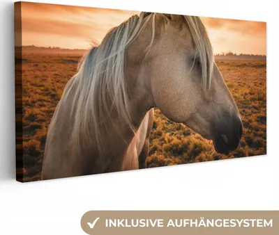 Produktbild von MuchoWow® - Leinwandbilder - Pferd - Tiere - Porträt, Wandbild, Wanddeko Bilder Wohnzimmer, 40x20 cm