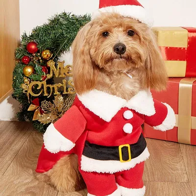 EXPAWLORER Hunde-Weihnachtsoutfit – Karrierter Kapuzenpullover Mit Weihnachtsmann-Motiv Für Winter & Partys