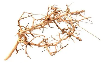 Image de Bois naturel pour aquariums et terrariums - ambiance unique, taille moyenne (15-20 cm)