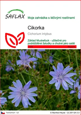Obrázek produktu pro SAFLAX - cikorka - Cichorium intybus - 250 Semena